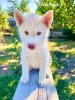 Additional photos: Children Siberian husky