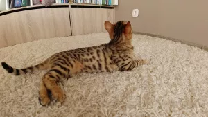 Additional photos: Bengal. Bengal kittens.