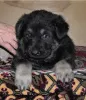 Photo №2 to announcement № 7962 for the sale of east-european shepherd - buy in Russian Federation from nursery