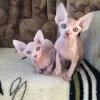 Photo №1. sphynx cat - for sale in the city of Ghalilah | Is free | Announcement № 9951