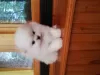 Photo №2 to announcement № 54267 for the sale of pomeranian - buy in Ukraine private announcement