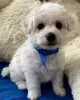 Photo №2 to announcement № 25984 for the sale of bichon frise - buy in Russian Federation private announcement, from nursery, breeder