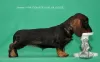 Photo №4. I will sell dachshund in the city of Москва. from nursery - price - 1500$