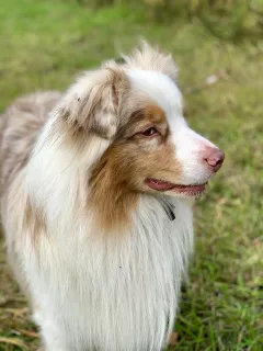 Additional photos: OFFERED FOR KNITTING A MALESTER OF AUSTRALIAN SHEPHERD DOG!