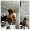 Additional photos: Dark red poodle with FCI pedigree