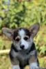 Photo №4. I will sell welsh corgi in the city of Taganrog. from nursery, breeder - price - Is free