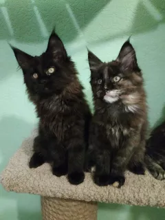 Additional photos: Maine Coon Girls