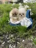 Additional photos: Pomeranian puppies of the highest pedigree