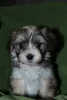 Photo №4. I will sell havanese dog in the city of Москва. from nursery - price - negotiated