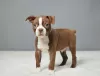 Photo №2 to announcement № 127533 for the sale of boston terrier - buy in Finland private announcement