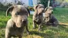 Additional photos: CANE CORSO beautiful puppies