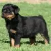 Photo №1. rottweiler - for sale in the city of Hambuch | Is free | Announcement № 128435