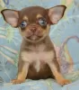 Photo №2 to announcement № 110792 for the sale of chihuahua - buy in Russian Federation private announcement