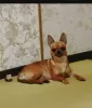 Photo №1. chihuahua - for sale in the city of Traben-Trarbach | Is free | Announcement № 128401