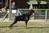 Additional photos: Doberman puppies