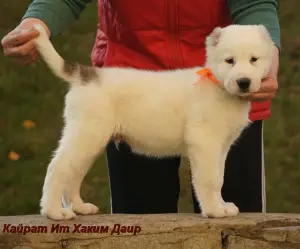 Photo №4. I will sell central asian shepherd dog in the city of Yekaterinburg. from nursery, breeder - price - 335$