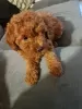 Photo №2 to announcement № 110199 for the sale of poodle (toy) - buy in Hungary breeder