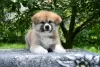 Photo №3. Akita inu puppies. Ukraine