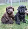 Photo №3. Labrador retriever puppies. Germany