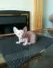 Photo №3. Sphynx Kittens 3 Girls And 2 Boy !!. United States