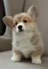 Photo №4. I will sell welsh corgi in the city of Minsk. breeder - price - negotiated