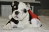 Additional photos: English bulldog puppies