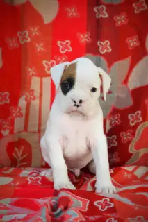 Photo №3. Unusual puppy boxer white boy. Russian Federation