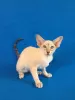 Photo №2 to announcement № 11088 for the sale of oriental shorthair - buy in Russian Federation from nursery