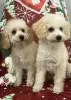 Photo №2 to announcement № 127851 for the sale of poodle (toy) - buy in Serbia breeder