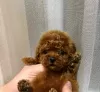 Photo №3. Toy Poodle, puppies available. Serbia