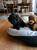 Additional photos: miniature poodle cute puppies