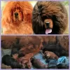 Photo №1. tibetan mastiff - for sale in the city of Kaluga | negotiated | Announcement № 8716