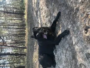 Photo №3. Cane Corso. Ukraine