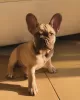 Photo №4. I will sell french bulldog in the city of Dubai. private announcement - price - negotiated