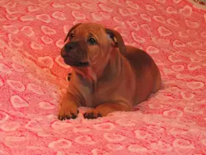 Photo №4. I will sell staffordshire bull terrier in the city of Novosibirsk. private announcement, from nursery, breeder - price - 1637$