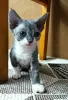 Additional photos: Devon Rex kittens for sale.