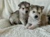 Photo №1. alaskan malamute - for sale in the city of Берлинген | 312$ | Announcement № 30188