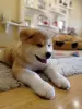 Photo №3. I will sell a girl of breed Akita-Ina. Ukraine