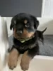 Photo №2 to announcement № 123493 for the sale of rottweiler - buy in Finland private announcement, breeder