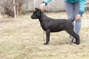 Photo №2 to announcement № 1977 for the sale of cane corso - buy in Russian Federation from nursery