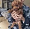 Additional photos: Toy poodle. Premium puppies.