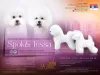 Additional photos: Bichon Frize puppies