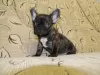 Photo №2 to announcement № 119291 for the sale of french bulldog - buy in Sweden private announcement