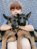 Photo №1. german shepherd - for sale in the city of Москва | 391$ | Announcement № 57264