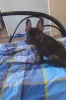 Photo №4. I will sell french bulldog in the city of Сало. private announcement - price - negotiated