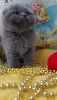 Photo №4. I will sell scottish fold in the city of Пршибрам. breeder - price - 11000$