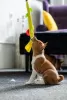 Additional photos: Basenji puppies for sale