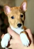 Additional photos: Basenji puppies. African non-barking dog.