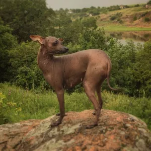 Additional photos: Bald puppy