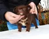 Photo №2 to announcement № 13871 for the sale of chihuahua - buy in Russian Federation breeder